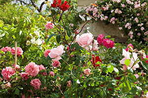 Chedigny-Roses- Marlene-Michel - 300x200